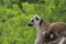 Portrait Ring-tailed Lemur monkey with orange eyes