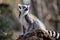 Portrait of a ring tailed lemur at sunset