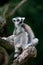 Portrait of ring-tailed lemurs, Lemur catta, sitting on branch. Cute primate with beautiful orange eyes, isolated on green