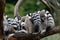 Portrait of ring-tailed lemurs, Lemur catta, sleeping and relaxing on branch. Family of lemurs grouped together. Social behavior