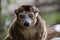 Portrait of a ring tailed Maki Catta lemur with big orange eyes. Madagascar lemur