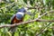 Portrait of a ringed kingfisher