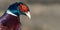 Portrait of a Ringneck Pheasant, Phasianus colchicus. Close up