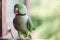 Portrait of Ringnecked Parakeet