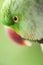 Portrait of Ringnecked Parakeet