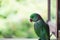 Portrait of Ringnecked Parakeet