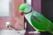 Portrait of Ringnecked Parakeet