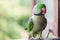 Portrait of Ringnecked Parakeet