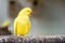 Portrait of Ringnecked Parakeet Bird standing at branch