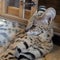 Portrait of Ripley the beautiful female pet serval lying down.
