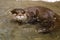 Portrait of a river otter swimming close