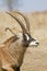 Portrait of Roan Antelope