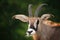 Portrait Roan antelope with green background