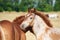 Portrait of a roan draft foal in the meadow in the herd looking at the camera