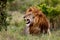 Portrait of roaring Lion Ron in Masai Mara