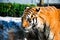 Portrait of a roaring Siberian tiger Panthera tigris altaica