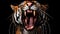 Portrait of a roaring tiger with streams of water on a black background