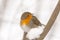 Portrait of a robin closeup