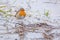 Portrait of a robin, an European songbird