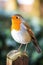 Portrait of a Robin: The Quintessential Garden Songbird in Crisp Detail - Generative AI