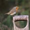Portrait of a robin on spade handle