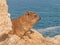 Portrait of a Rock Hyrax or Dassie