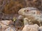 Portrait of a Rock Monitor