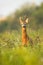 Portrait of roe deer buck with antlers standing alerted on a meadow in summer