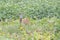 Portrait of Roebuck in green meadow feeding on melons