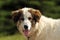 Portrait of romanian shepherd dog