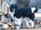 Portrait of romanian shepherd dog