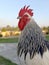 Portrait of a rooster. English Sussex chicken breed.