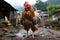 Portrait of a rooster outdoor AI generated
