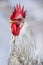 Portrait of a rooster with a red comb and a blurred background