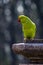 Portrait of a Rose Ringed Parakeet