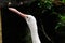 Portrait of a Roseate Spoonbill