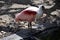 Portrait of a roseate spoonbill bird