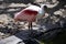 Portrait of a roseate spoonbill bird