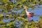 Portrait Of A Roseate Spoonbill In Its Habitat