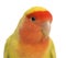 Portrait of Rosy-faced Lovebird