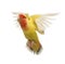 Portrait of Rosy-faced Lovebird flying