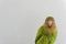 Portrait of a Rosy-faced lovebird isolated on a gray background