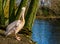 Portrait of a rosy pelican looking towards the camera and standing at the water shore, Big water bird from Europe