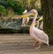 Portrait of a rosy pelican standing at the water side and lifting one leg, water bird from Europe