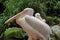 Portrait of rosy pelicans pelecanidae, pelecanus pair