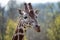 Portrait of Rothschild giraffe