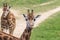 Portrait of Rothschild Giraffe sticking tongue out