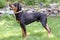 Portrait of Rottweiler Dog looking up side full body view