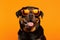 Portrait Rottweiler Dog With Sunglasses Orange Background