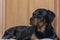 Portrait of a Rottweiler lying on the floor